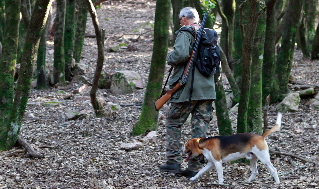 Chasse en Forêt Domaniale de Sarreguemines Woustwiller